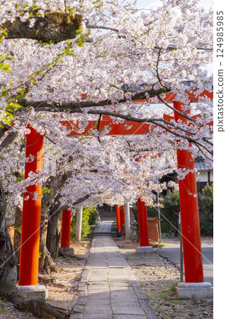 京都,竹中稻荷神社,盛開的櫻花環繞著成排的鳥居 京都,竹中稻荷神社,盛開的櫻花環繞著成排的鳥居 124985985