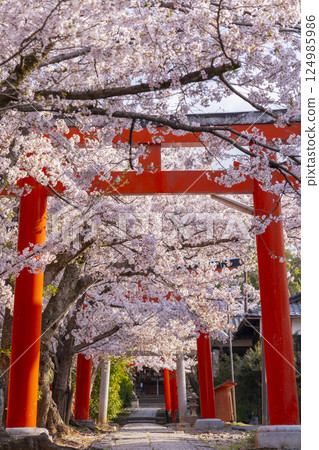 Kyoto, Takenaka Inari Shrine, cherry blossoms in full bloom enveloping the rows of torii gates Kyoto, Takenaka Inari Shrine, cherry blossoms in full bloom enveloping the rows of torii gates 124985986
