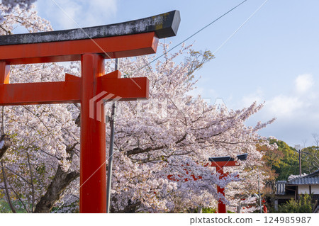 Kyoto, Takenaka Inari Shrine, cherry blossoms in full bloom enveloping the rows of torii gates 124985987