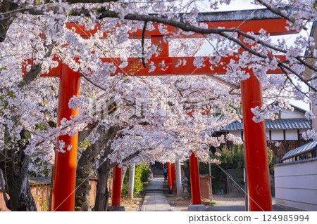 Kyoto, Takenaka Inari Shrine, cherry blossoms in full bloom enveloping the rows of torii gates Kyoto, Takenaka Inari Shrine, cherry blossoms in full bloom enveloping the rows of torii gates 124985994