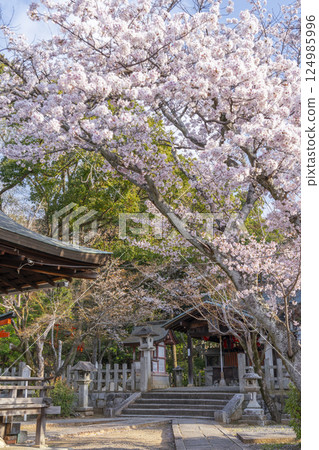 Kyoto Takenaka Inari Shrine Main hall and cherry blossoms in full bloom Kyoto Takenaka Inari Shrine Main hall and cherry blossoms in full bloom 124985996