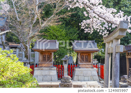 櫻花環繞的京都、竹中稻荷神社、竹春大神和竹丸大神 124985997