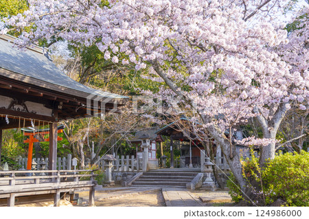 京都竹中稻荷神社：拜殿、正殿和盛開的櫻花 124986000
