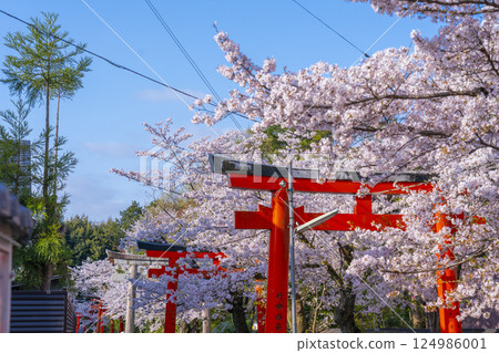 京都，竹中稻荷神社，盛開的櫻花環繞著成排的鳥居 124986001