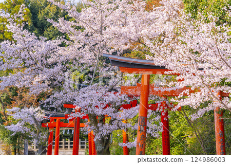 京都，竹中稻荷神社，盛開的櫻花環繞著成排的鳥居 124986003