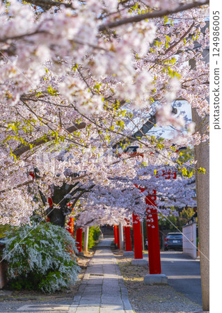 Kyoto, Takenaka Inari Shrine, cherry blossoms in full bloom enveloping the rows of torii gates 124986005