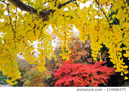 Autumn leaves at Aichi Health Forest Park 124986475
