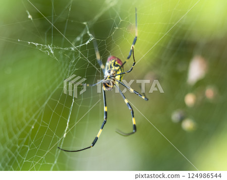 Close-up of a Jorogumo spider Close-up of a Jorogumo spider 124986544