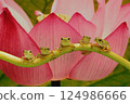 Fun lotus pond 124986666