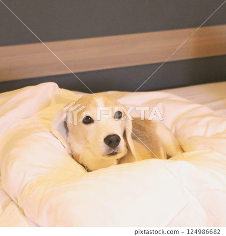 小獵犬狗躺在床上放鬆 124986682