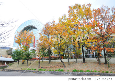 Autumn leaves at Aichi Health Forest Park Autumn leaves at Aichi Health Forest Park 124986763