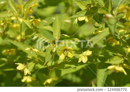 Fringed loosestrife Fringed loosestrife 124986770