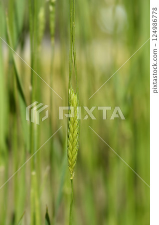 Einkorn wheat 124986778
