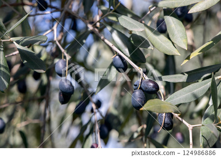 Focused close-up of ripe black olives on olive tree branch with elongated green leaves Focused close-up of ripe black olives on olive tree branch with elongated green leaves 124986886