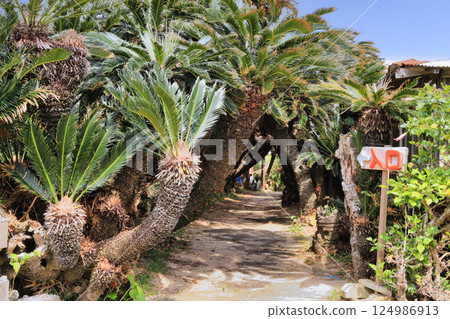 金崎蘇鐵隧道（鹿兒島縣） 124986913