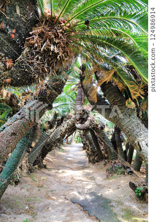 金崎蘇鐵隧道（鹿兒島縣） 124986914