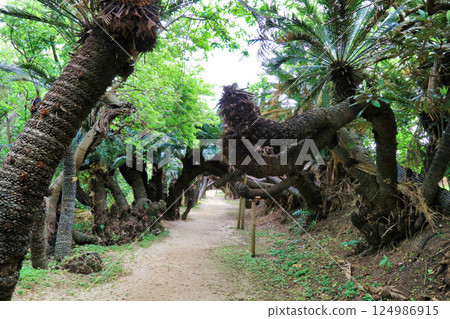 金崎蘇鐵隧道（鹿兒島縣） 124986915