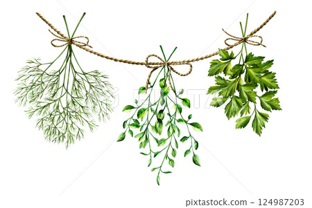 Fresh green dill, parsley herb bunches on twine straight brown rope. Watercolor hand drawn spice branch isolated on transparent background. Fennel illustration. For designers, menu, decoration, food Fresh green dill, parsley herb bunches on twine straight brown rope. Watercolor hand drawn spice branch isolated on transparent background. Fennel illustration. For designers, menu, decoration, food 124987203