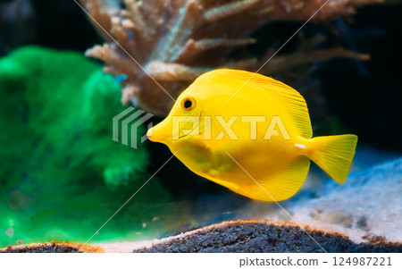 Zebrasoma yellow tang sea fish in aquarium 124987221