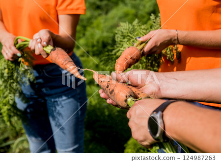 Growing organic carrots. Carrots in the hands a group of farmers. Growing organic carrots. Carrots in the hands a group of farmers. 124987263