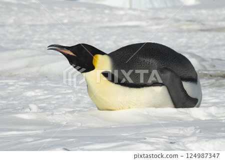 Emperor penguin. isolated on white background Emperor penguin. isolated on white background 124987347