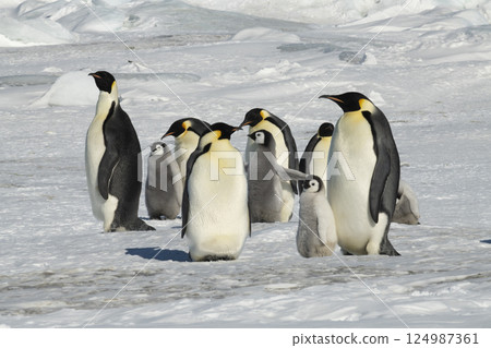 Emperor Penguins with chicks in Antarctica Emperor Penguins with chicks in Antarctica 124987361
