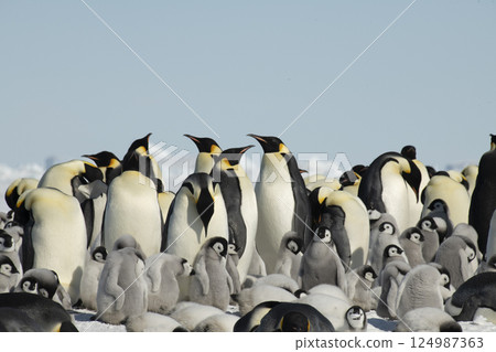 Colony of emperor penguins at Snow Hill Island, Weddell Sea, Antarctica, Polar Regions Colony of emperor penguins at Snow Hill Island, Weddell Sea, Antarctica, Polar Regions 124987363