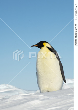 Emperor penguin. isolated on white background Emperor penguin. isolated on white background 124987373