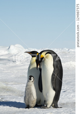 An Emperor Penguin with chick at the Emperor Penguin Colony at Snow Hill, Weddell Sea, Antarctica. October 2018.  124987375