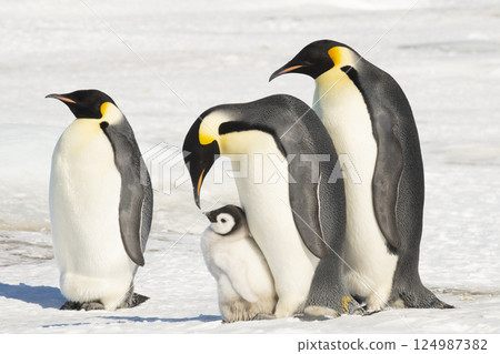 An Emperor Penguin with chick at the Emperor Penguin Colony at Snow Hill, Weddell Sea, Antarctica. October 2018. An Emperor Penguin with chick at the Emperor Penguin Colony at Snow Hill, Weddell Sea, Antarctica. October 2018. 124987382