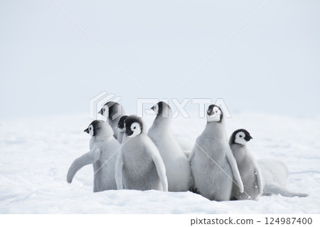 Emperor Penguin chicks, grouped together looking in different directions. Snow Hill Emperor Penguin Colony, Antarctica 124987400