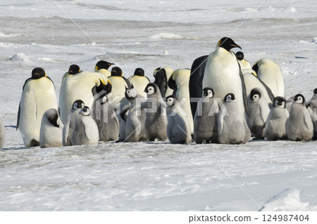 Emperor Penguins with chicks in Antarctica  124987404