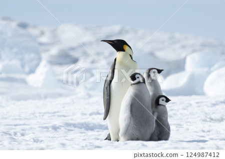Emperor Penguin with three chicks in Antarctica  124987412