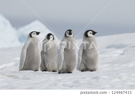 Emperor Penguin chicks, grouped together looking in different directions. Snow Hill Emperor Penguin Colony, Antarctica 124987415