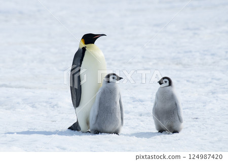 Emperor Penguin with two chicks in Antarctica Emperor Penguin with two chicks in Antarctica 124987420