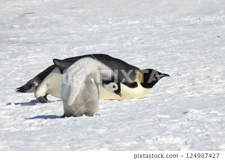 An Emperor Penguin with chick at the Emperor Penguin Colony at Snow Hill, Weddell Sea, Antarctica. October 2018.  124987427