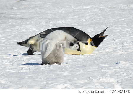 An Emperor Penguin with chick at the Emperor Penguin Colony at Snow Hill, Weddell Sea, Antarctica. October 2018. An Emperor Penguin with chick at the Emperor Penguin Colony at Snow Hill, Weddell Sea, Antarctica. October 2018. 124987428