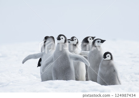 Emperor Penguins with chicks in Antarctica  124987434