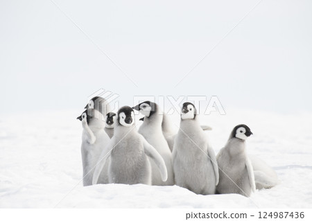 Emperor Penguin chicks, grouped together looking in different directions. Snow Hill Emperor Penguin Colony, Antarctica Emperor Penguin chicks, grouped together looking in different directions. Snow Hill Emperor Penguin Colony, Antarctica 124987436