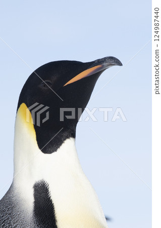 Emperor penguin. isolated on white background Emperor penguin. isolated on white background 124987440