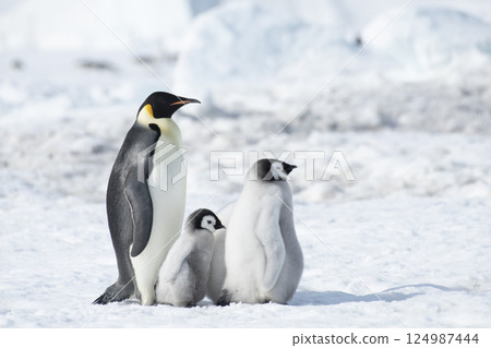 Emperor Penguin with three chicks in Antarctica Emperor Penguin with three chicks in Antarctica 124987444
