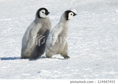 Emperor Penguin chick in Antarctica 124987455