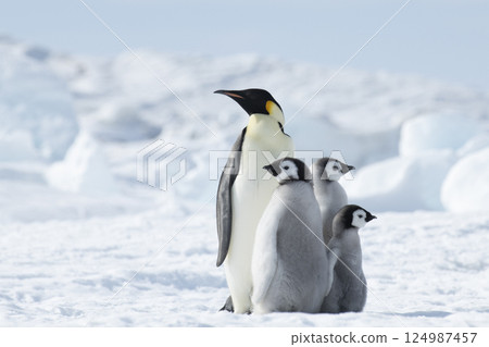 Emperor Penguin with three chicks in Antarctica Emperor Penguin with three chicks in Antarctica 124987457