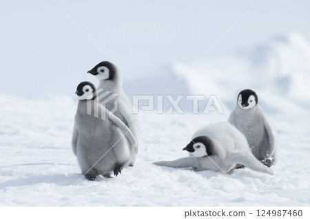 Emperor Penguin chicks, grouped together looking in different directions. Snow Hill Emperor Penguin Colony, Antarctica 124987460