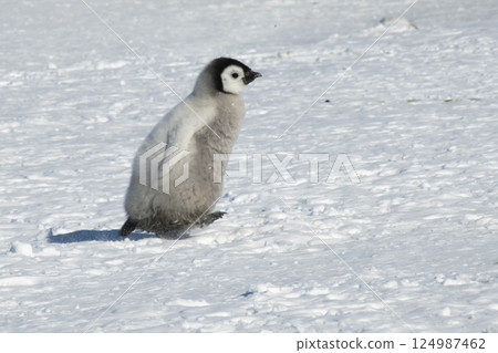 Lonely Emperor Penguin chick on snow in Antarctica 124987462