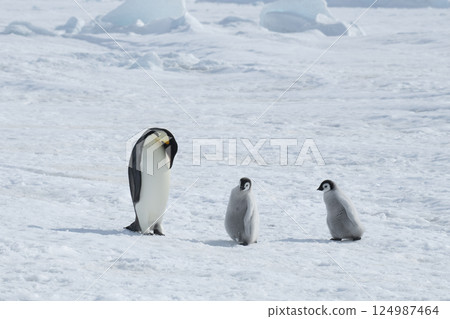 Emperor Penguin with two chicks in Antarctica  124987464