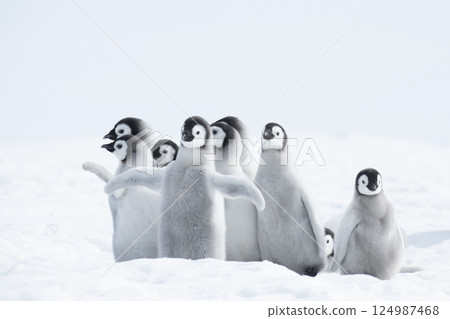 Emperor Penguin chicks, grouped together looking in different directions. Snow Hill Emperor Penguin Colony, Antarctica 124987468