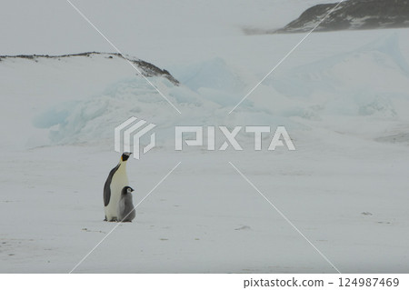 An Emperor Penguin with chick at the Emperor Penguin Colony at Snow Hill, Weddell Sea, Antarctica. October 2018. An Emperor Penguin with chick at the Emperor Penguin Colony at Snow Hill, Weddell Sea, Antarctica. October 2018. 124987469