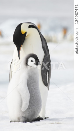 An Emperor Penguin with chick at the Emperor Penguin Colony at Snow Hill, Weddell Sea, Antarctica. October 2018.  124987471