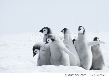 Emperor Penguin chicks, grouped together looking in different directions. Snow Hill Emperor Penguin Colony, Antarctica 124987473
